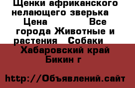 Щенки африканского нелающего зверька  › Цена ­ 35 000 - Все города Животные и растения » Собаки   . Хабаровский край,Бикин г.